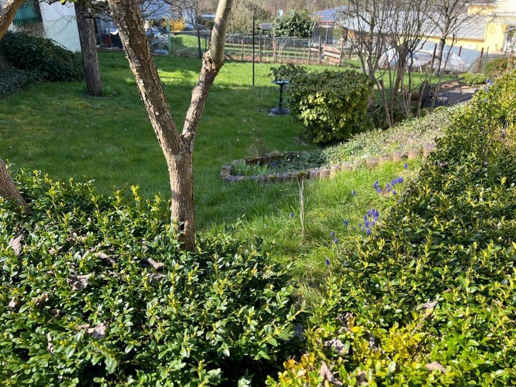 Ferien- Und Monteurwohnung Zum Waldblick Buitenkant foto